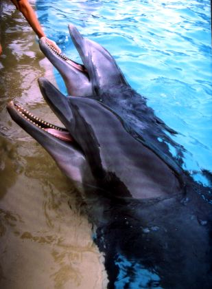 delfinfuettern