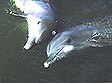delfinpaar